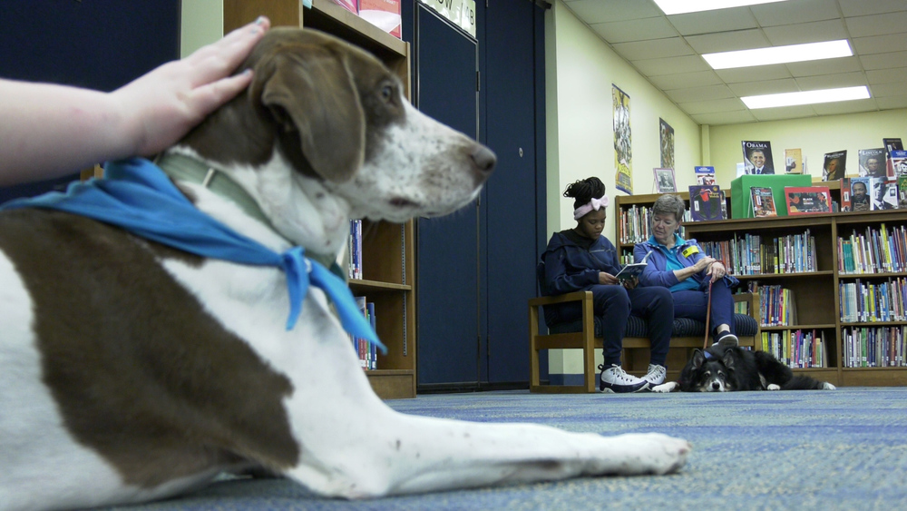 Therapy dogs sit and listen as students read aloud